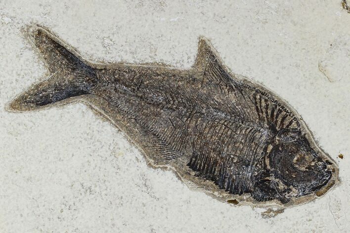 Fossil Fish (Diplomystus) - Green River Formation #117136